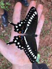 Papilio lormieri