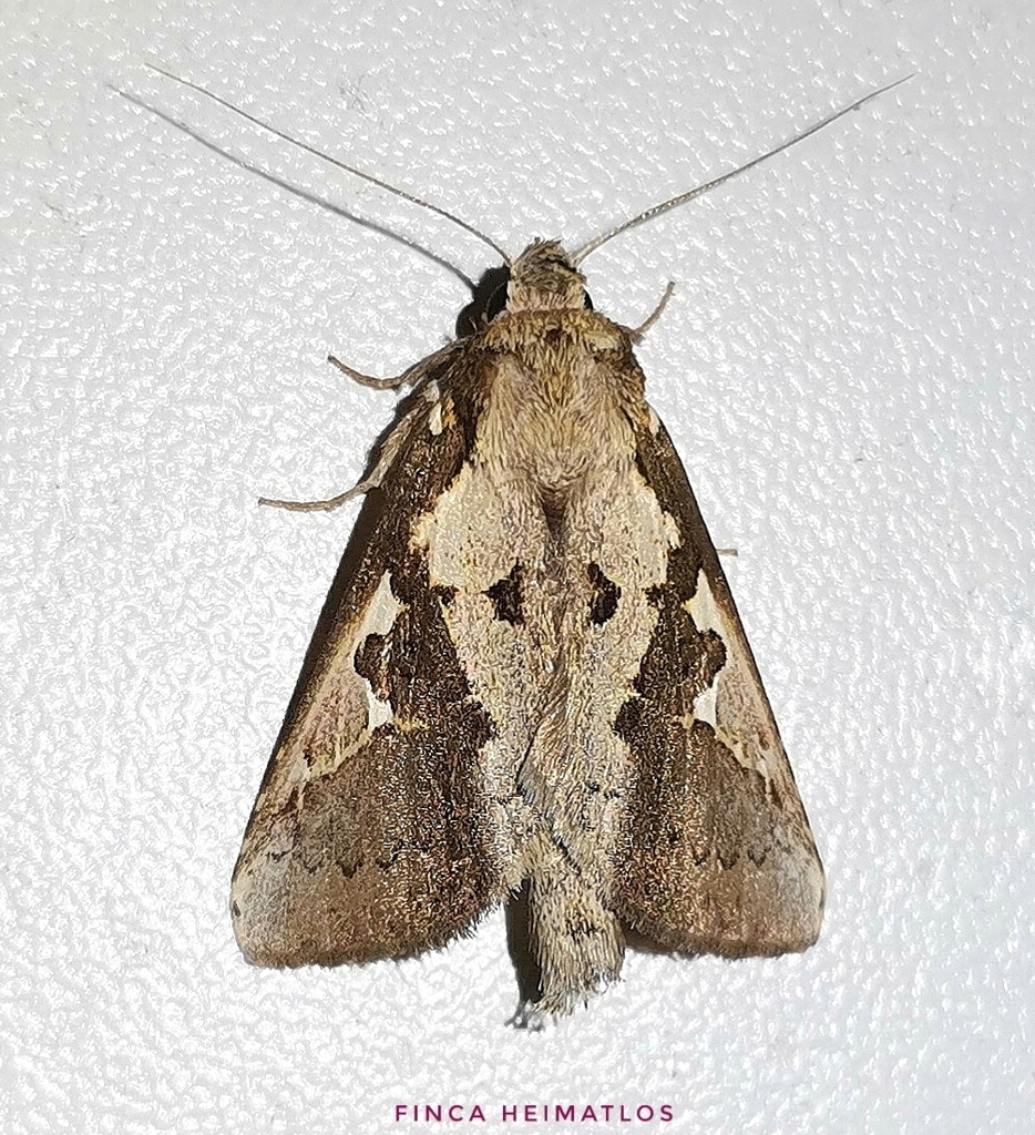 Phyllopalpia maltha
