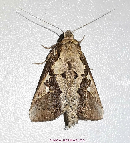 Phyllopalpia maltha