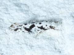 Nemapogon defectella