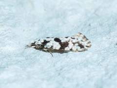 Nemapogon defectella