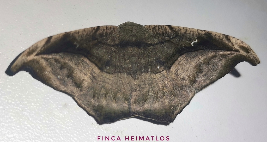Oxydia scriptipennaria