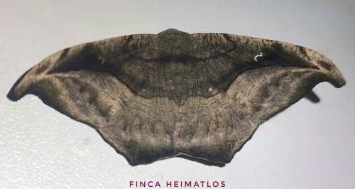 Oxydia scriptipennaria