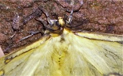 Pseudaphelia apollinaris