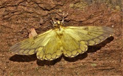 Pseudaphelia apollinaris