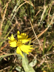 Kyhosia bolanderi