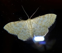 Idaea fuscovenosa