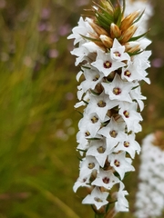 Epacris lanuginosa