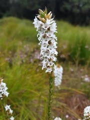 Epacris lanuginosa