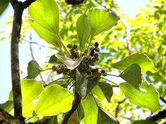 Oreopanax guatemalensis