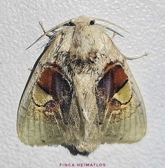 Arrhenophanes perspicilla