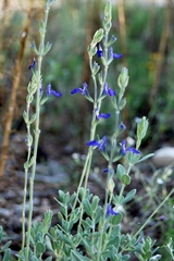 Salvia chamaedryoides