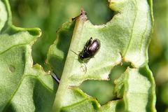 Psylliodes brettinghami