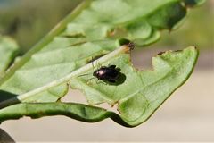 Psylliodes brettinghami