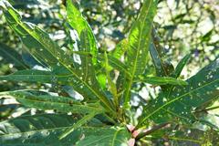 Psylliodes brettinghami