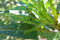 Psylliodes brettinghami