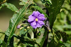 Psylliodes brettinghami