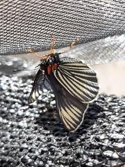 Chlosyne ehrenbergii