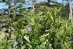 Psylliodes brettinghami