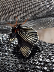 Chlosyne ehrenbergii