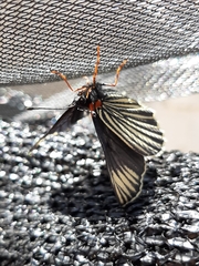 Chlosyne ehrenbergii