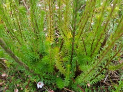 Epacris lanuginosa