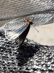 Chlosyne ehrenbergii