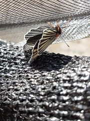 Chlosyne ehrenbergii