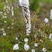 Woolly-style Heath - Photo (c) thylacoleo, some rights reserved (CC BY-NC)