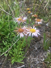 Erigeron glabellus