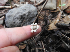 Geastrum minimum