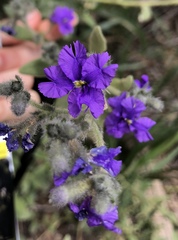 Dampiera lanceolata lanceolata