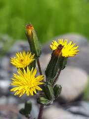 Crepis multicaulis