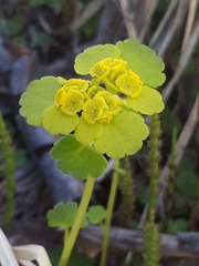 Chrysosplenium serreanum