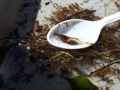 Paratya curvirostris