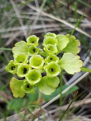 Chrysosplenium serreanum