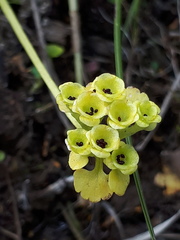Chrysosplenium serreanum