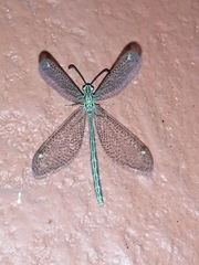 Brachynemurus mexicanus