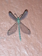 Brachynemurus mexicanus