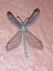 Brachynemurus mexicanus