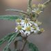 Olearia canescens - Photo (c) Heather Knowles, μερικά δικαιώματα διατηρούνται (CC BY-NC), uploaded by Heather Knowles