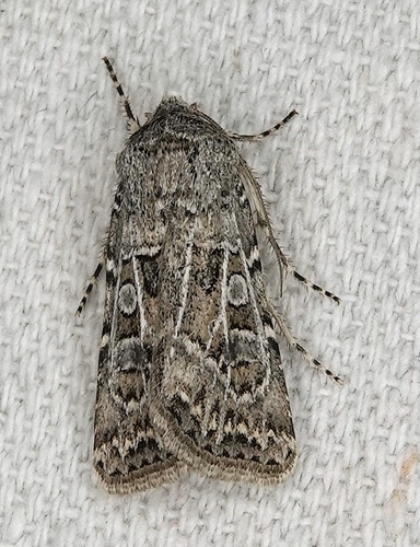 Pale Western Cutworm Moth photo 2
