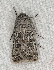 Agrotis orthogonia