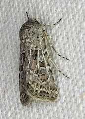 Agrotis orthogonia