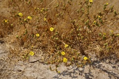 Deinandra bacigalupii