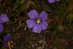 Dampiera linearis