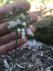 Allium allegheniense
