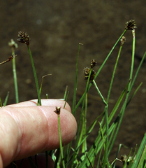Carex illota