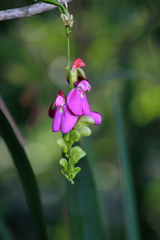 Canavalia bonariensis