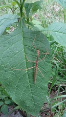Pseudosermyle strigiceps